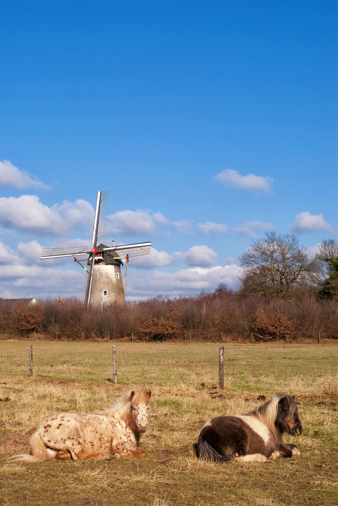 seo specialist nederland